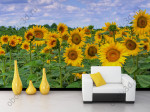 3D Фотообои "Подсолнухи"