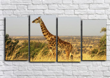 ОДИНОКИЙ ЖИРАФ