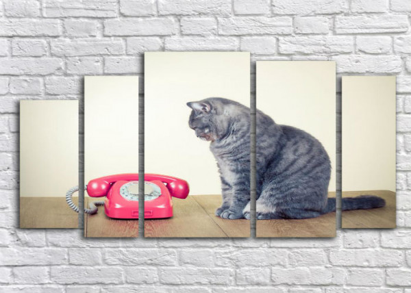 КОТ С ТЕЛЕФОНОМ