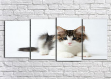 УШАСТАЯ КОШЕЧКА