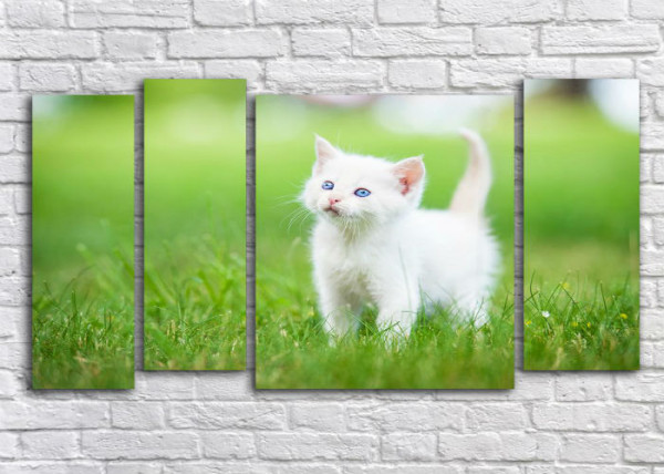 ЛЕТНИЙ КОТЕНОК
