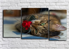 КОТИК И РОЗОЧКА